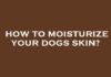How to Keep Dogs Skin Moisturized: Essential Tips for a Healthy, Happy Pup Home Remedies for Dry Dog Skin