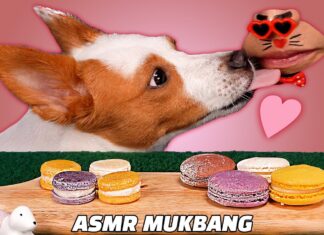 Can Dogs Eat Macarons? A Complete Guide to Keep Your Pup Safe Can Dogs Eat Macarons or Macaroons? Expert Answers & Safety Tips