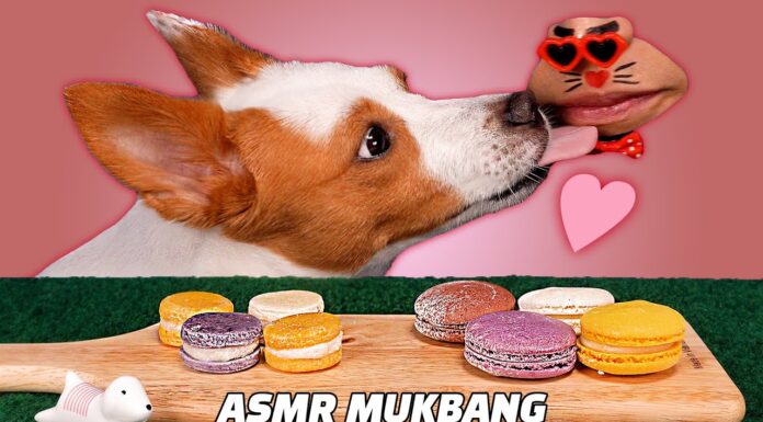 Can Dogs Eat Macarons? A Complete Guide to Keep Your Pup Safe Can Dogs Eat Macarons or Macaroons? Expert Answers & Safety Tips