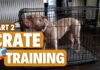 The Ultimate Guide: Step by Step Crate Training – Making Your Pup Feel at Home How to crate train your dog or puppy