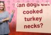 Can Dogs Eat Cooked Turkey Necks? A Complete Guide to Safe Feeding Can Dogs Eat Turkey Necks? A Guide: Benefits