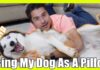 Why My Dog Uses Me as a Pillow: A Deep Dive into This Adorable Behavior Is my dog the only one who uses pillows like a human?