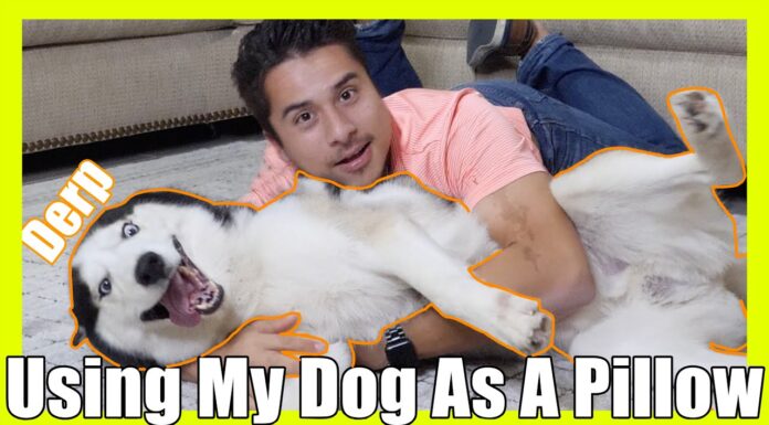 Why My Dog Uses Me as a Pillow: A Deep Dive into This Adorable Behavior Is my dog the only one who uses pillows like a human?