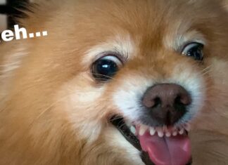 What Happens If You Ignore Your Dog? Understanding the Consequences of Neglect Ignoring Your Dog and Knowing When