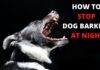 Should I Ignore My Dog Barking at Night? Expert Guide to Peaceful Nights Can I ignore dog barking? : r/Dogtraining