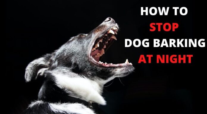 Should I Ignore My Dog Barking at Night? Expert Guide to Peaceful Nights Can I ignore dog barking? : r/Dogtraining