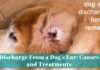 Help! I Accidentally Got Water in My Dog’s Ear – Quick Solutions That Work How to Safely Remove Water from Your Dog's Ears