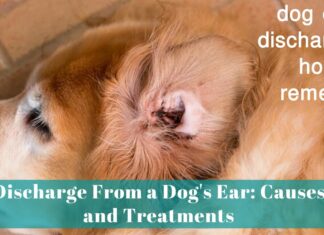 Help! I Accidentally Got Water in My Dog’s Ear – Quick Solutions That Work How to Safely Remove Water from Your Dog's Ears