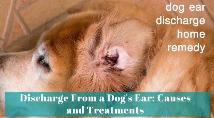 Help! I Accidentally Got Water in My Dog’s Ear – Quick Solutions That Work How to Safely Remove Water from Your Dog's Ears