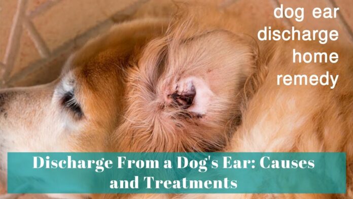 How to Safely Remove Water from Your Dog's Ears