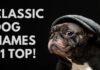 50+ Charming Retro Dog Names That’ll Make Your Pup Stand Out 150+ Old Fashioned Dog Names