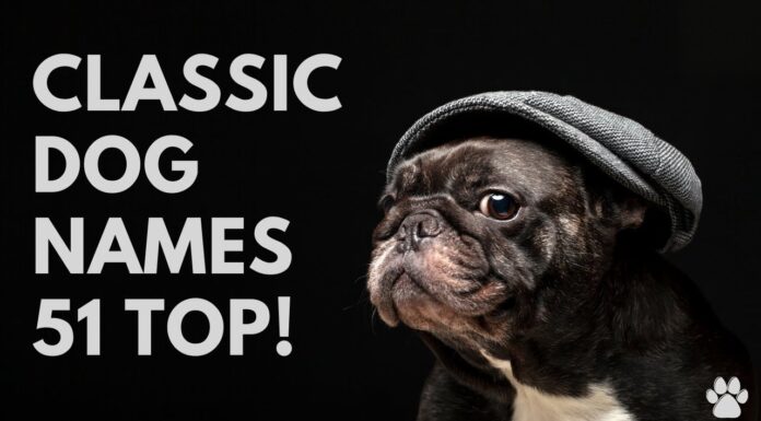 50+ Charming Retro Dog Names That’ll Make Your Pup Stand Out 150+ Old Fashioned Dog Names