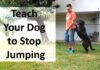 How to Stop a Dog from Jumping: A Complete Training Guide That Actually Works Expert Tips on How to Stop a Dog From Jumping Upwww.akc.org › Expert Advice › Training