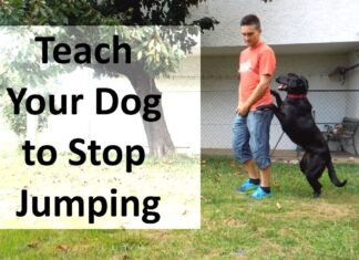 How to Stop a Dog from Jumping: A Complete Training Guide That Actually Works Expert Tips on How to Stop a Dog From Jumping Upwww.akc.org › Expert Advice › Training