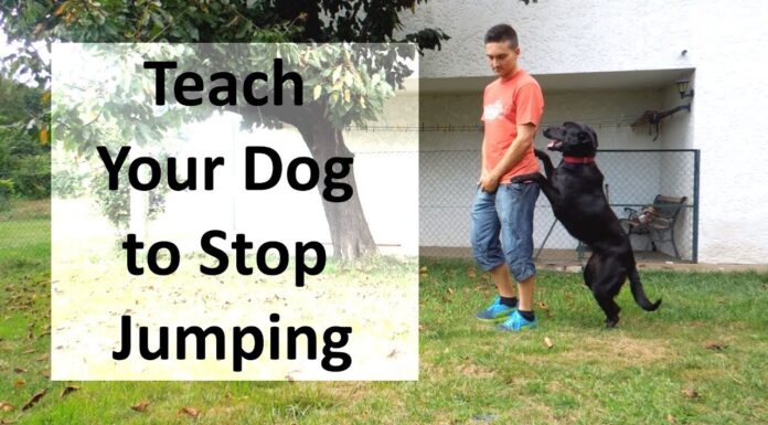 How to Stop a Dog from Jumping: A Complete Training Guide That Actually Works Expert Tips on How to Stop a Dog From Jumping Upwww.akc.org › Expert Advice › Training