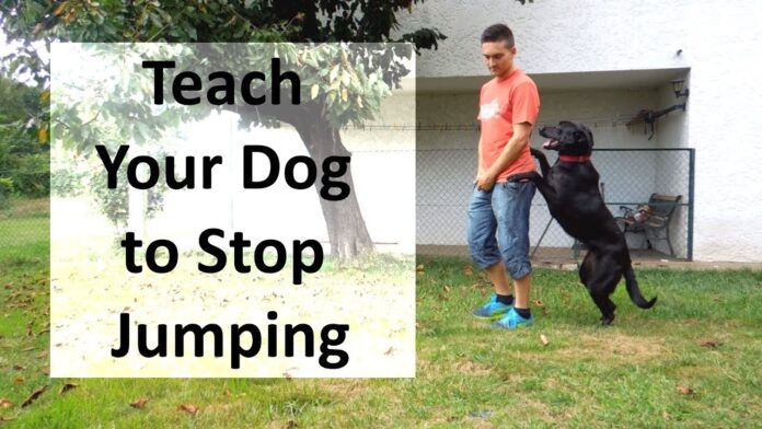 Expert Tips on How to Stop a Dog From Jumping Upwww.akc.org › Expert Advice › Training