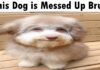 10 Signs Your Dog is Totally Messed Up (And How to Help Them) This Dog Is Messed Up Bruh