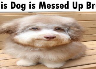 10 Signs Your Dog is Totally Messed Up (And How to Help Them) This Dog Is Messed Up Bruh