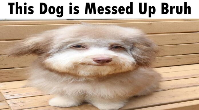 10 Signs Your Dog is Totally Messed Up (And How to Help Them) This Dog Is Messed Up Bruh