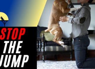 How to Train Your Dog Not to Jump on People: A Comprehensive Guide for Pet Parents How to Stop Your Dog From Jumping Up on Peoplewww.akc.org › expert