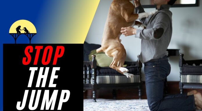 How to Train Your Dog Not to Jump on People: A Comprehensive Guide for Pet Parents How to Stop Your Dog From Jumping Up on Peoplewww.akc.org › expert