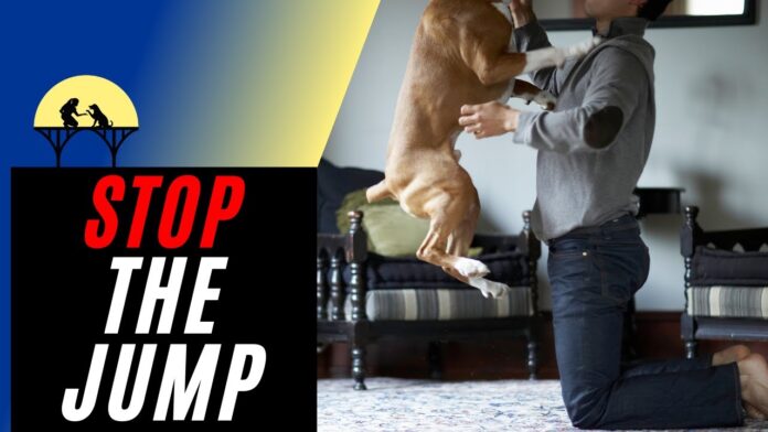 How to Stop Your Dog From Jumping Up on Peoplewww.akc.org › expert