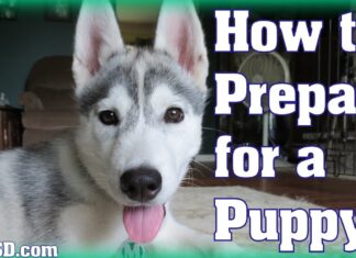 How to Prepare for a Puppy: Your Ultimate Guide to Welcoming a Furry Friend Preparing for a New Puppy