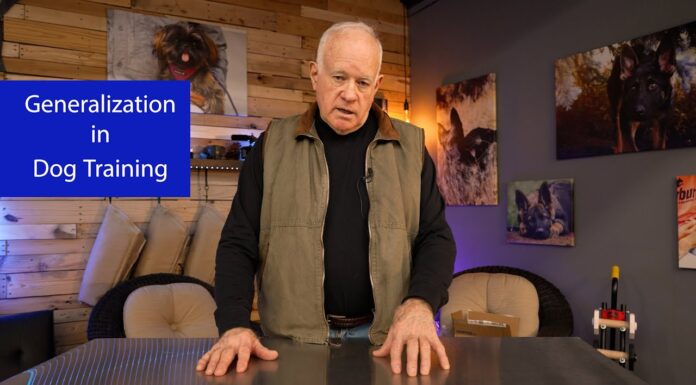 Mastering Generalization Dog Training: A Complete Guide to Teaching Your Dog Everywhere Skills Generalizing