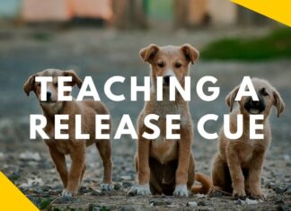 The Ultimate Guide to Dog Release: Training Your Pup for Perfect Freedom Cues Always remember to release your dog!