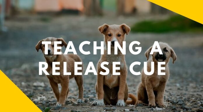 The Ultimate Guide to Dog Release: Training Your Pup for Perfect Freedom Cues Always remember to release your dog!