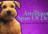 What Is A Dog’s Attention Span? Understanding Your Furry Friend’s Focus How long your mate's attention span REALLY is