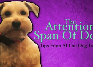 What Is A Dog’s Attention Span? Understanding Your Furry Friend’s Focus How long your mate's attention span REALLY is