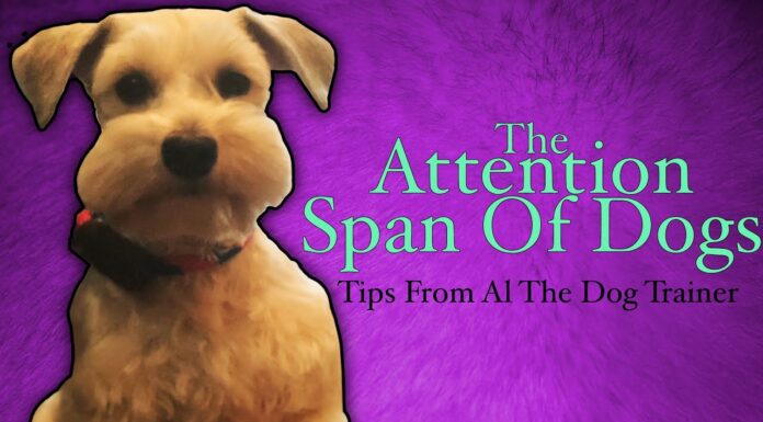 What Is A Dog’s Attention Span? Understanding Your Furry Friend’s Focus How long your mate's attention span REALLY is