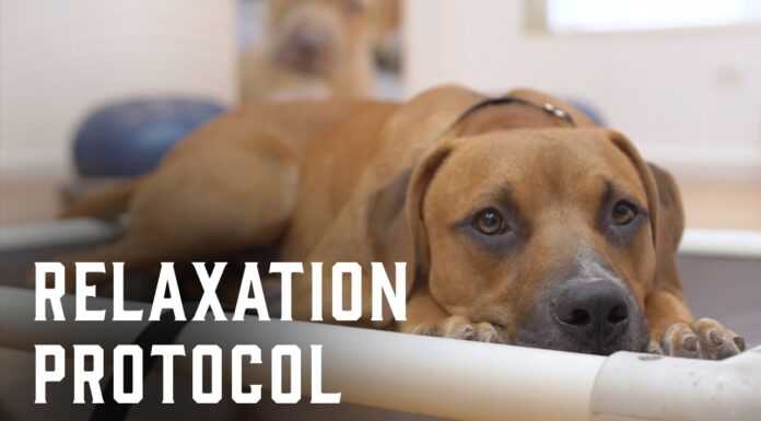 Mastering Calm Paws Dog Training: A Complete Guide to Peaceful Pet Parenting Calm Paws