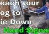 Master the Perfect Hand Signal for Down Dog: A Complete Training Guide 4 Hand Signals for Dogs That You Can Teach Your Pup