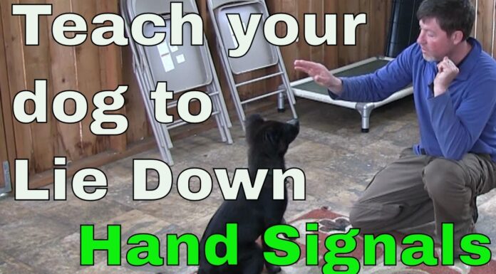 Master the Perfect Hand Signal for Down Dog: A Complete Training Guide 4 Hand Signals for Dogs That You Can Teach Your Pup
