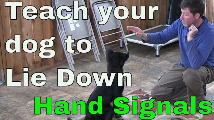 4 Hand Signals for Dogs That You Can Teach Your Pup