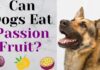 Can Dogs Have Passion Fruit? A Complete Guide to Feeding This Exotic Treat Can Dogs Eat Passion Fruit? Expert Answers to Your Questions