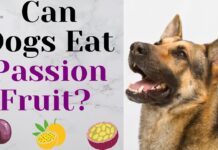 Can Dogs Have Passion Fruit? A Complete Guide to Feeding This Exotic Treat Can Dogs Eat Passion Fruit? Expert Answers to Your Questions