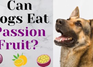 Can Dogs Have Passion Fruit? A Complete Guide to Feeding This Exotic Treat Can Dogs Eat Passion Fruit? Expert Answers to Your Questions