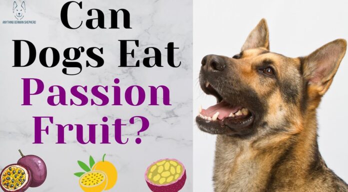 Can Dogs Have Passion Fruit? A Complete Guide to Feeding This Exotic Treat Can Dogs Eat Passion Fruit? Expert Answers to Your Questions