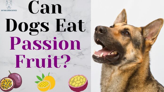 Can Dogs Eat Passion Fruit? Expert Answers to Your Questions