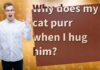 Why Does My Cat Purr When I Hold Him? Understanding Your Feline’s Happy Vibrations My cat purrs every time I touch him and I'm starting to wonder if it's ok : r/Pets