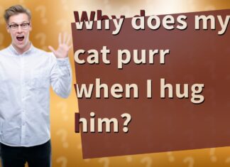 Why Does My Cat Purr When I Hold Him? Understanding Your Feline’s Happy Vibrations My cat purrs every time I touch him and I'm starting to wonder if it's ok : r/Pets