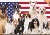 The American National Dog: A Deep Dive into America’s Beloved Canine Symbol List of U.S. state dogs