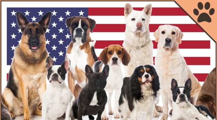 The American National Dog: A Deep Dive into America’s Beloved Canine Symbol List of U.S. state dogs