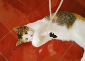 How to Keep Your Cats Play While You’re Away: A Complete Guide to Happy Home-Alone Felines Cat's Play Boardingcatsplayboarding.com