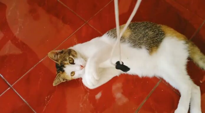 How to Keep Your Cats Play While You’re Away: A Complete Guide to Happy Home-Alone Felines Cat's Play Boardingcatsplayboarding.com