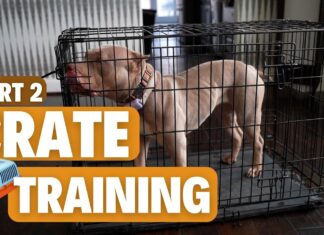 The Ultimate Guide: Step by Step Crate Training – Making Your Pup Feel at Home How to crate train your dog or puppy