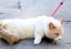 Why Do People Walk Their Cats? A Surprising Trend in Pet Care Does anyone take their cats on walks? : r/CatAdvice